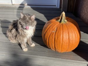 Cat posing with pumpkin