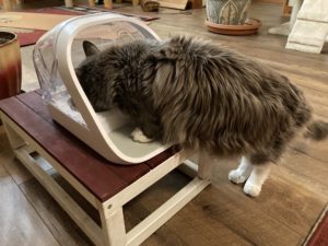 Elevated feeding station for a cat