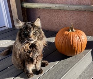 Cat with a pumpkin