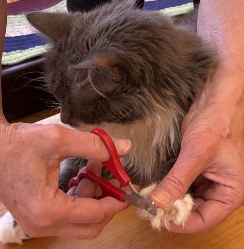 Trimming your cat's claws when and how