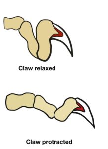 THE BONY STRUCTURES INSIDE YOUR CAT'S TOES