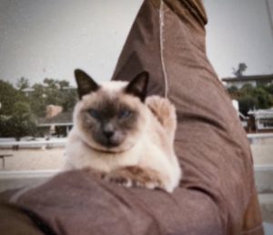 Cat on sailboat