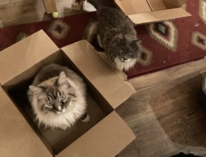 boxes as enrichment for cats