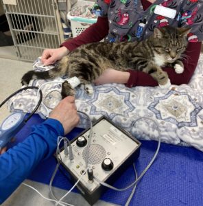 Doppler blood pressure cat