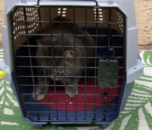 cat in carrier with removable top