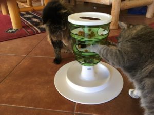 Cats using a puzzle feeder