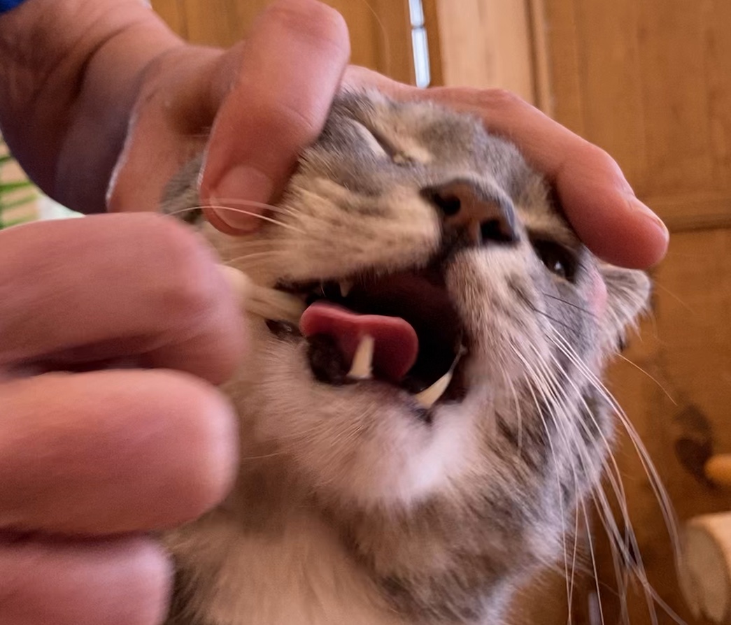 Brushing Your Cat's Teeth Why and How Part 2