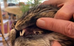 Premolars on cat's upper jaw