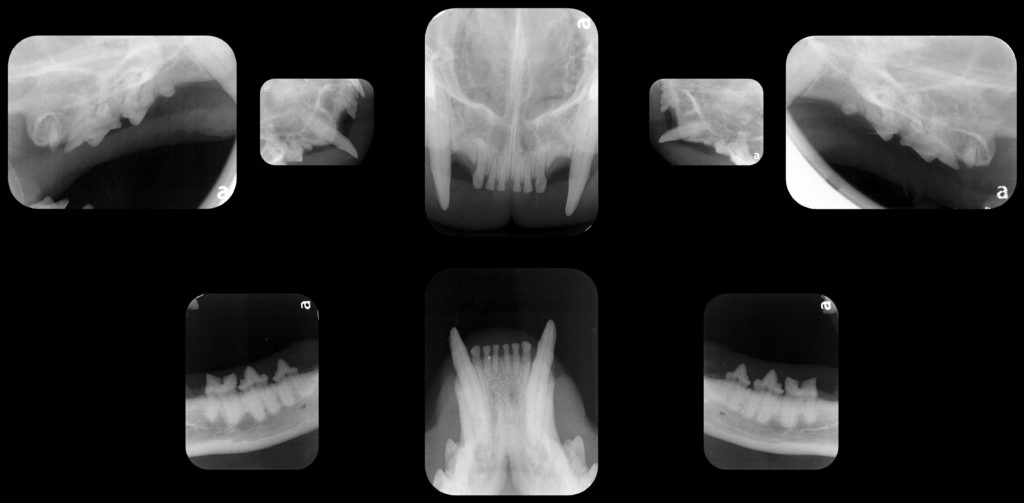 dental xrays of a cat