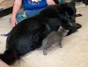 a kitten meets a well-behaved dog