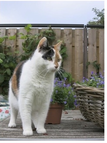 Cat fence with rollers