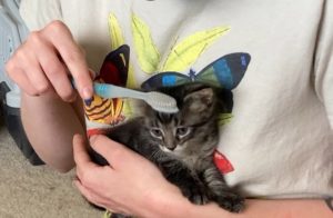 kitten being brushed
