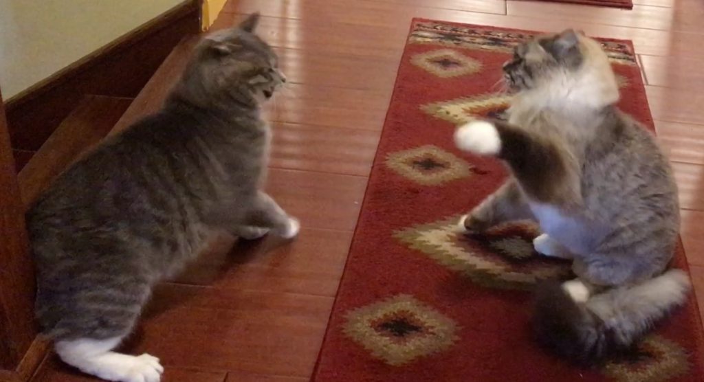 cats fighting due to frustration