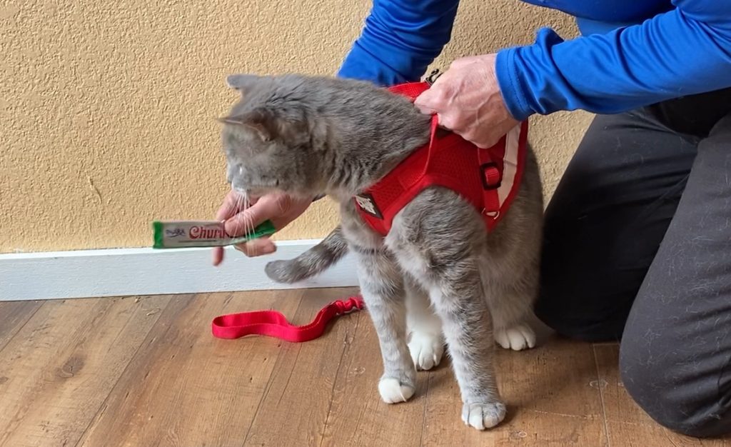 cat gets harness and treat