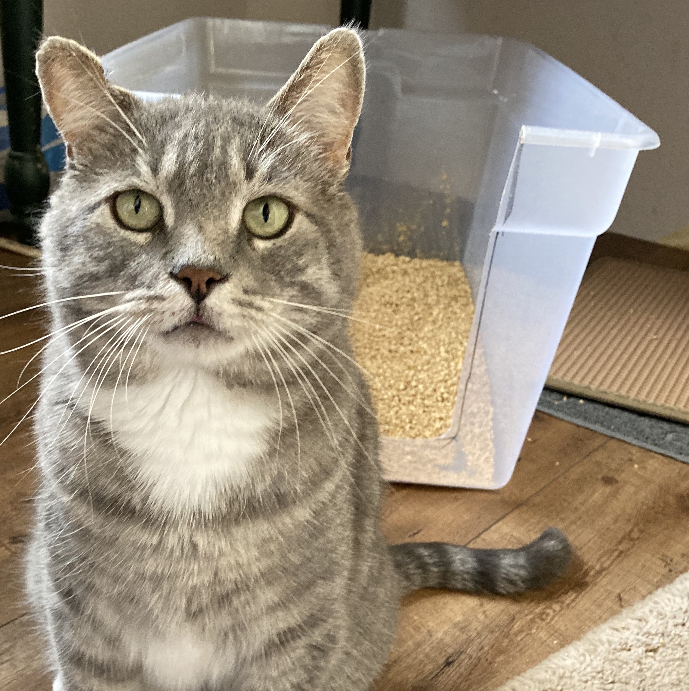 Diatomaceous earth in litter box sale