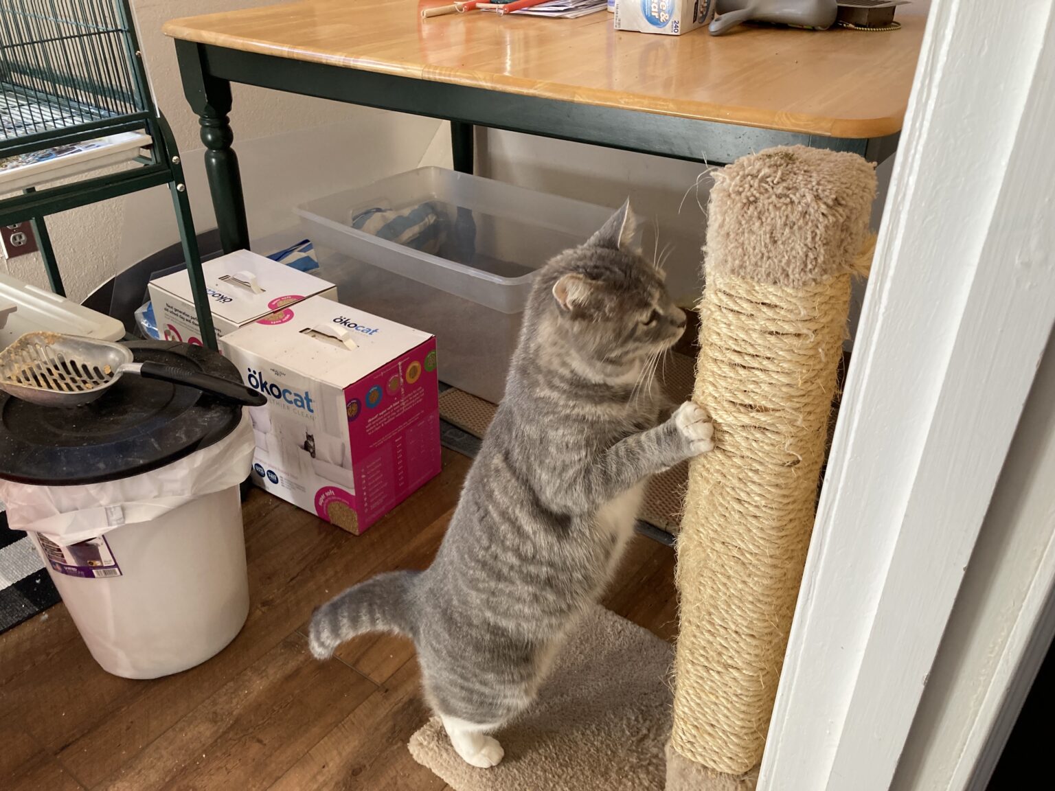 Cats and Scratching Part 2 The Purrfect Scratching Post