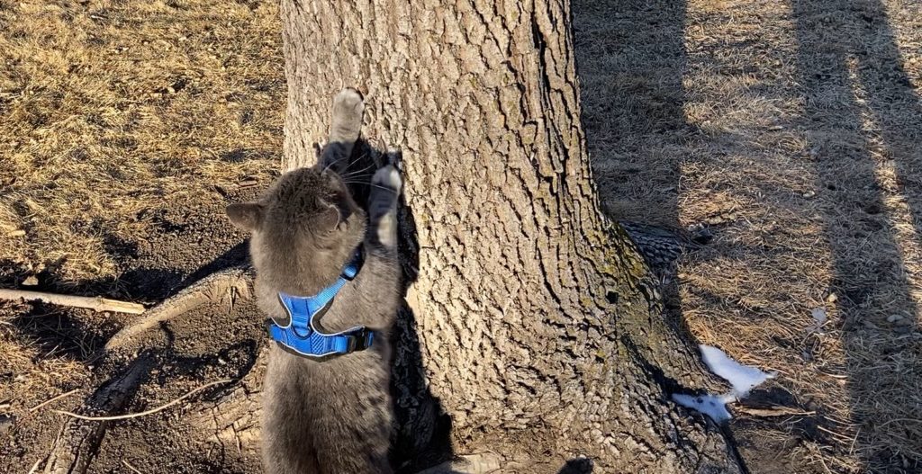 cat scratching tree