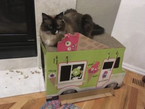 Cat on Scratcher