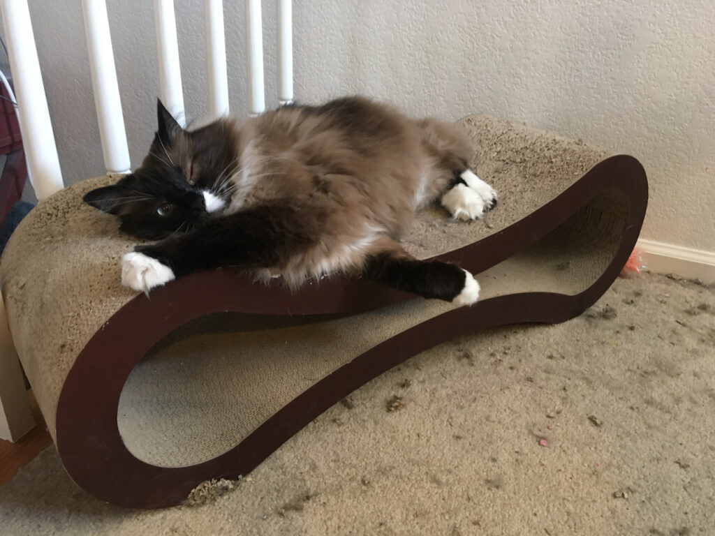 Cats and Scratching Part 2 The Purrfect Scratching Post