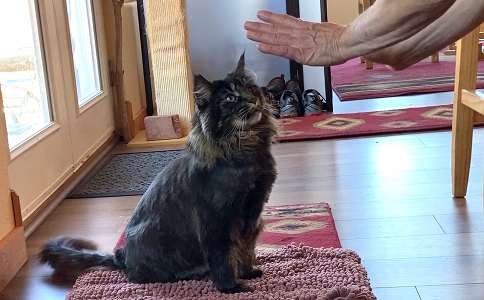 Strategies for CounterSurfing Cats