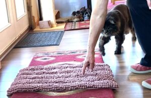 A cat interacts with the training mat