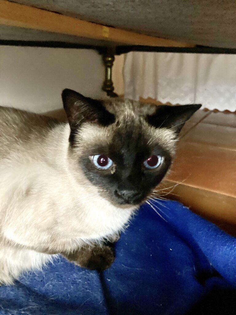 Cat under the bed