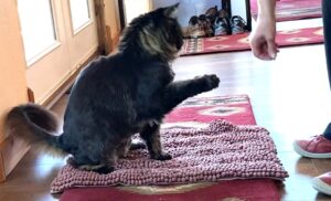 A cat gets a treat on the mat