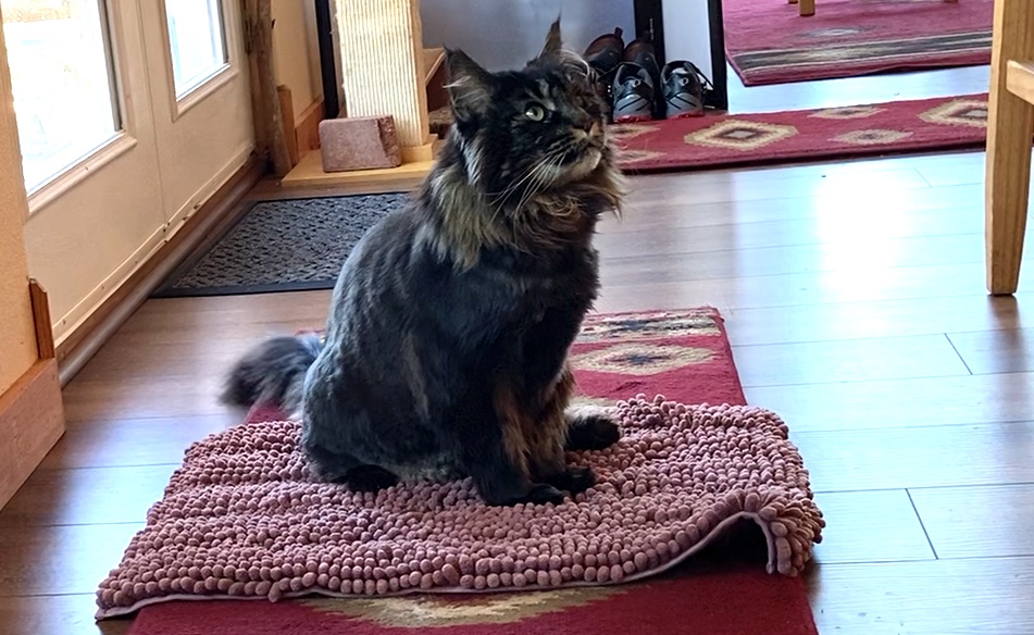 Strategies for CounterSurfing Cats