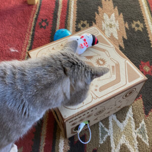 Cat with toy box