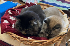 Two cats sharing a basket