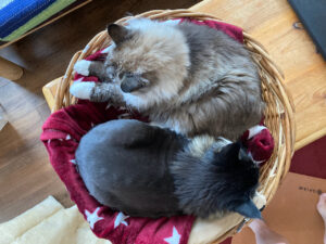 Cat sharing a basket