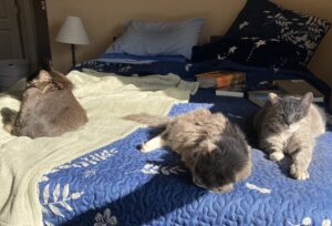 Cats share a sunny sleeping place.