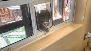 Cat coming in pet door in window.