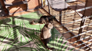 Cats in catio
