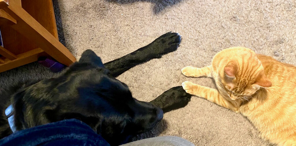 A cat and dog relax together