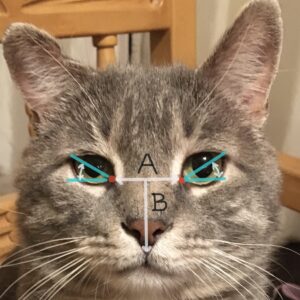 Measurement of Nose length in cats