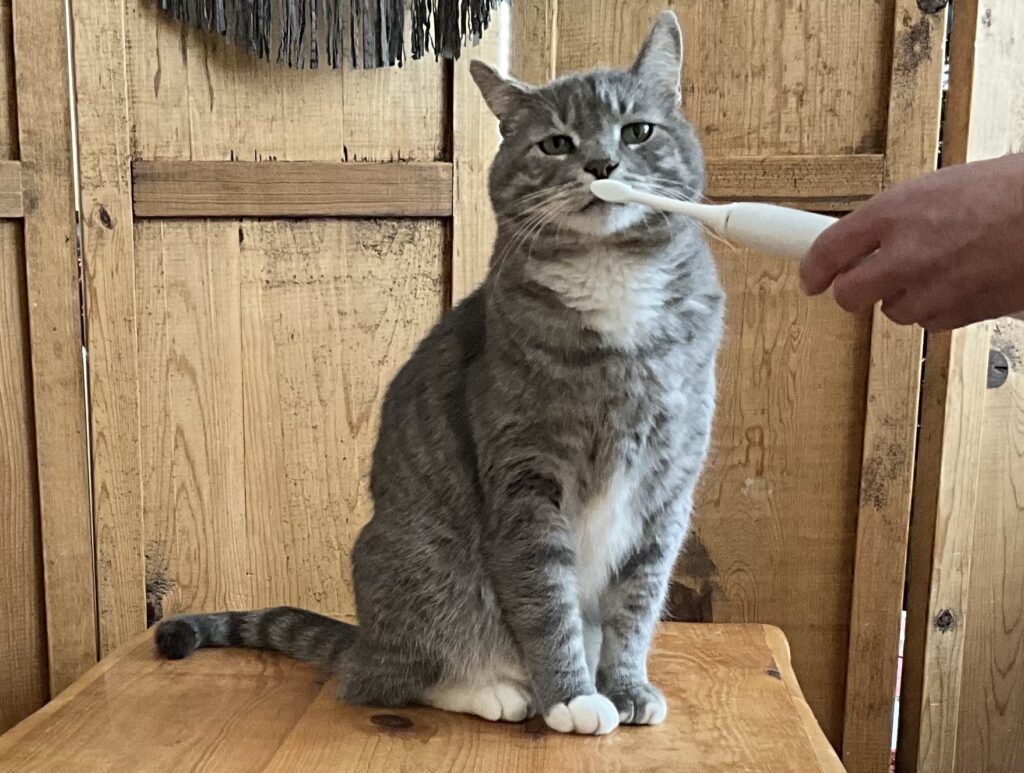 Cat with Human toothbrush