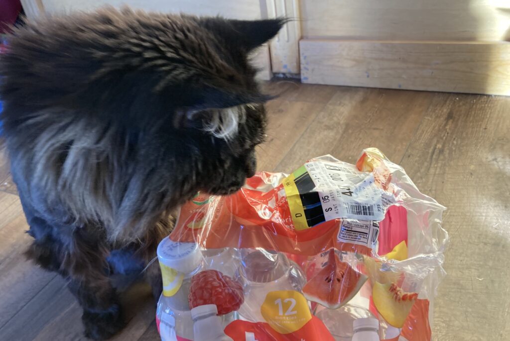 a cat chewing on plastic
