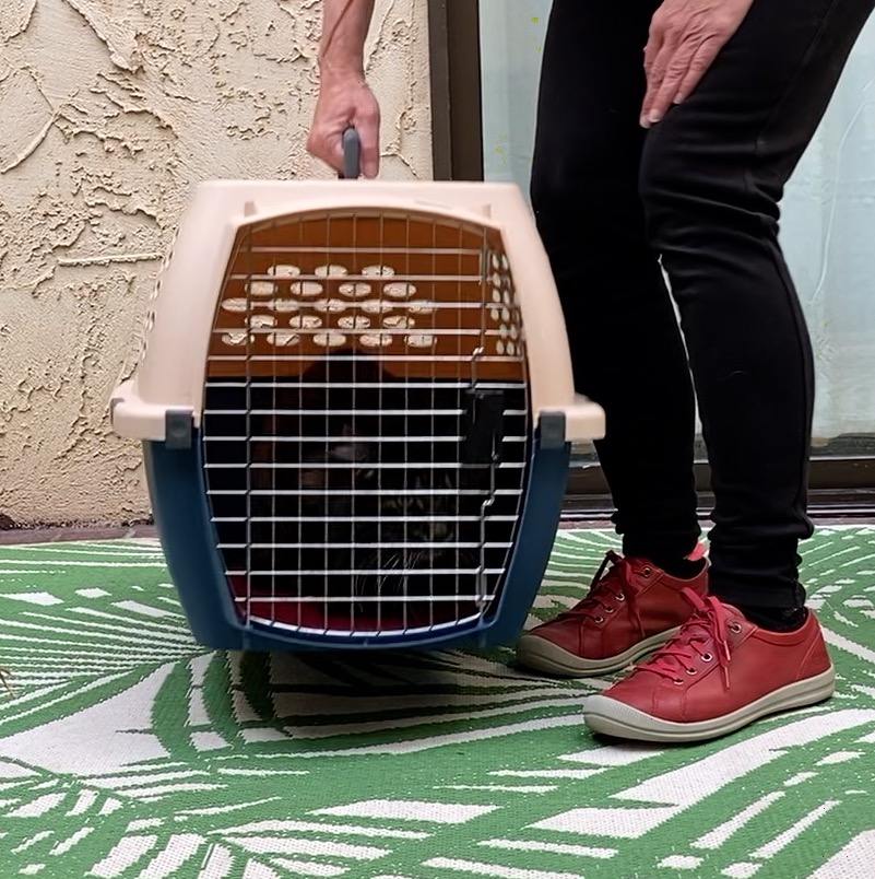Better Vet Visits Carrier Training for Your Cat