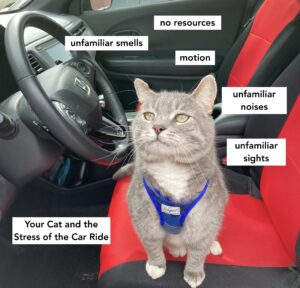 stressors your cat experiences during a car ride