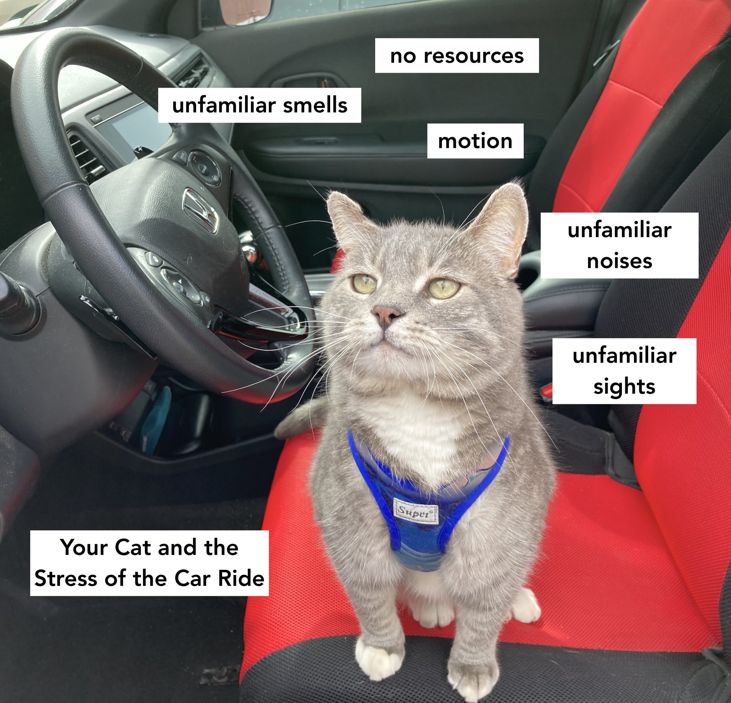 Calm cat for car ride sales