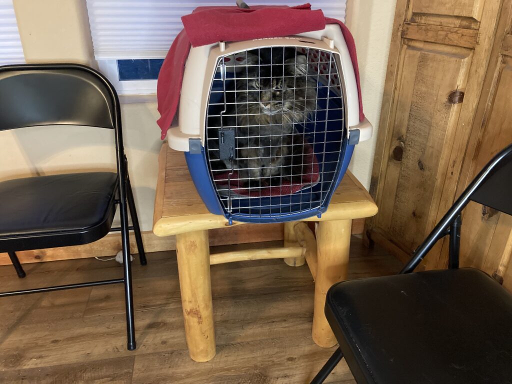 Cat in carrier in waiting room