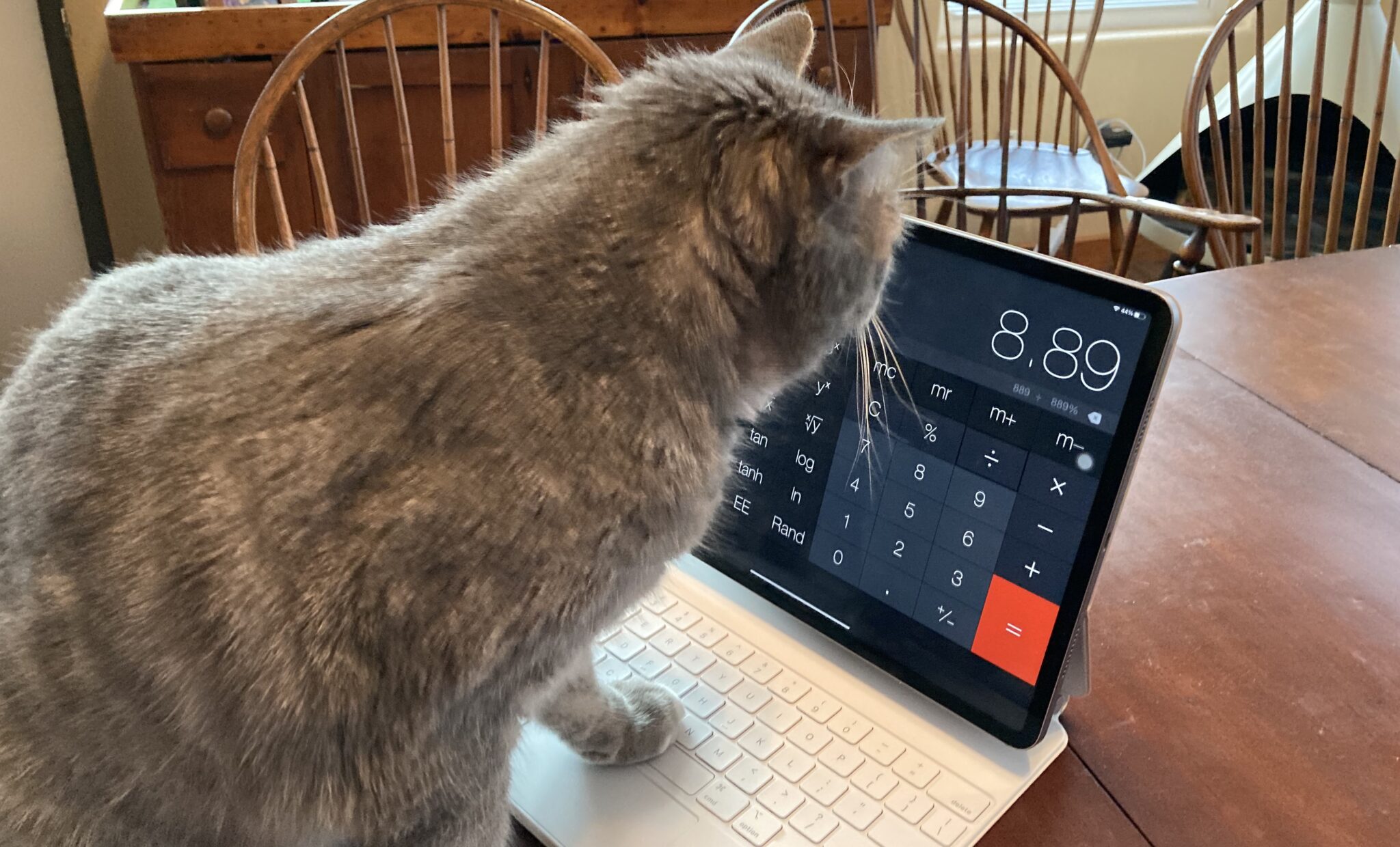 How Much Protein Should You Feed Your Cat?