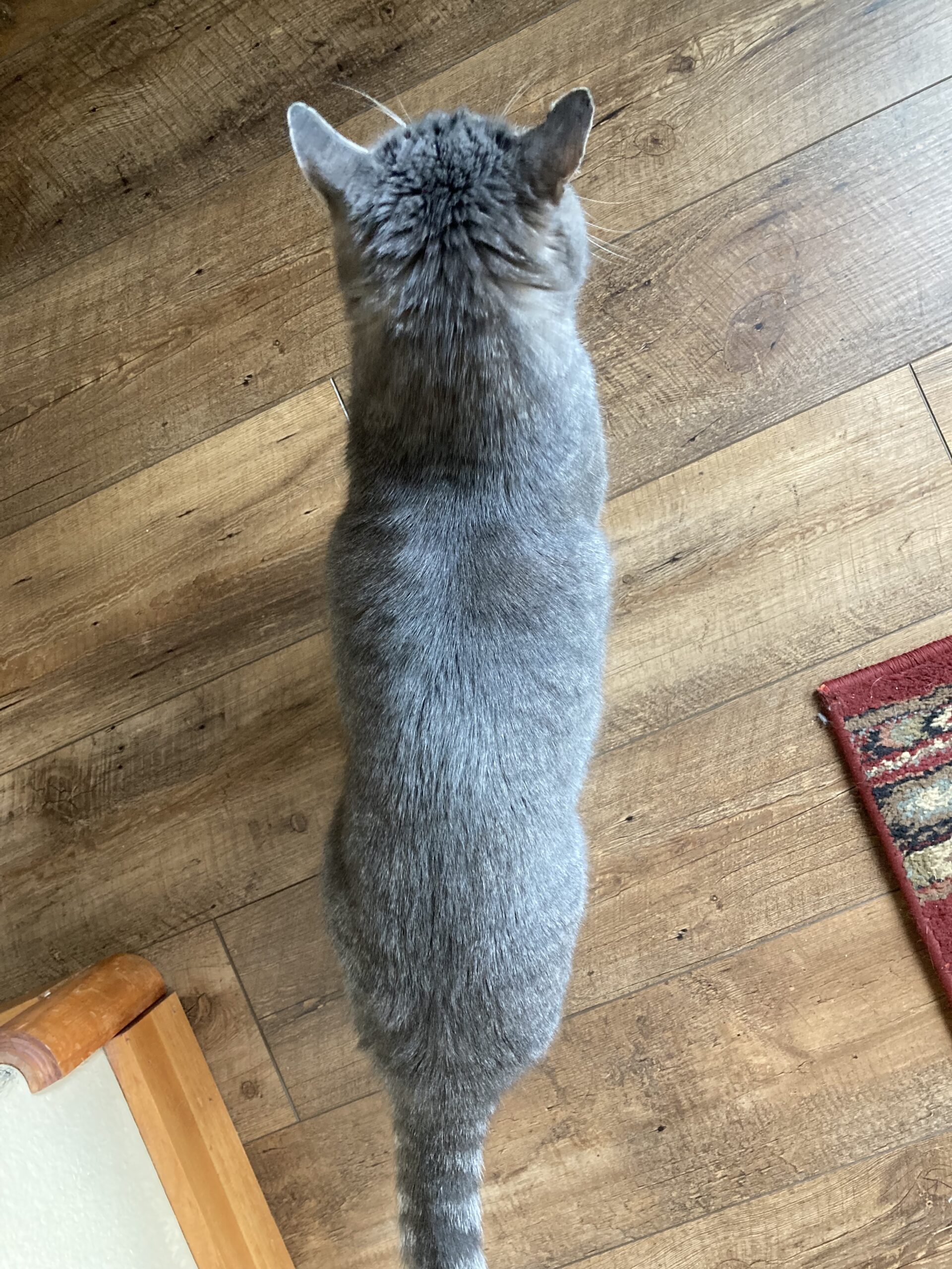 How Many Calories Should Your Cat Eat in a Day?