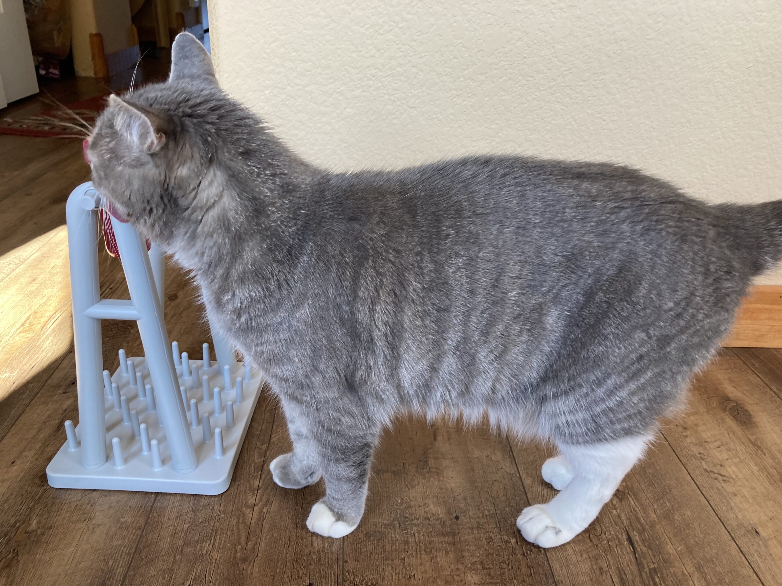 How Many Calories Should Your Cat Eat in a Day?