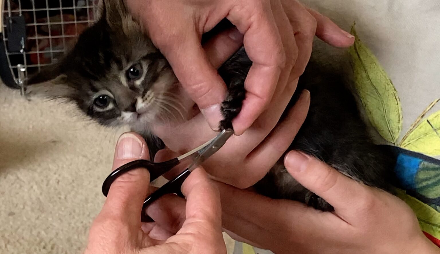Kitten Academy in Colorado Springs