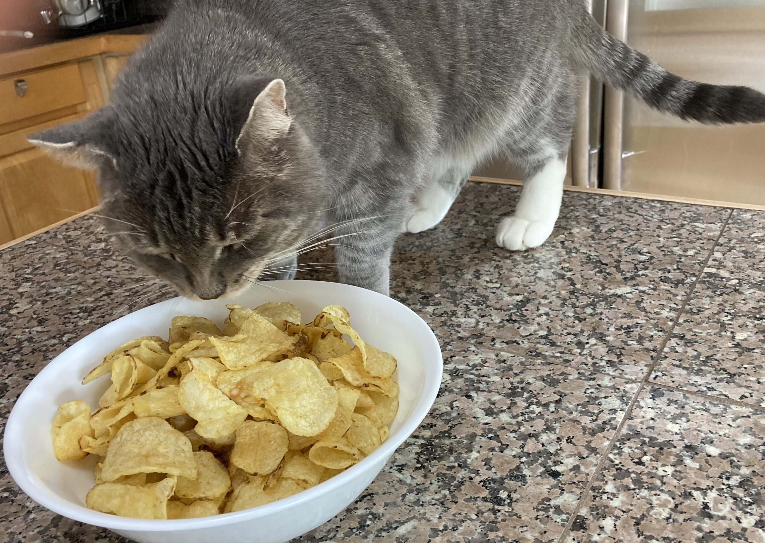 Cat chip food bowl top
