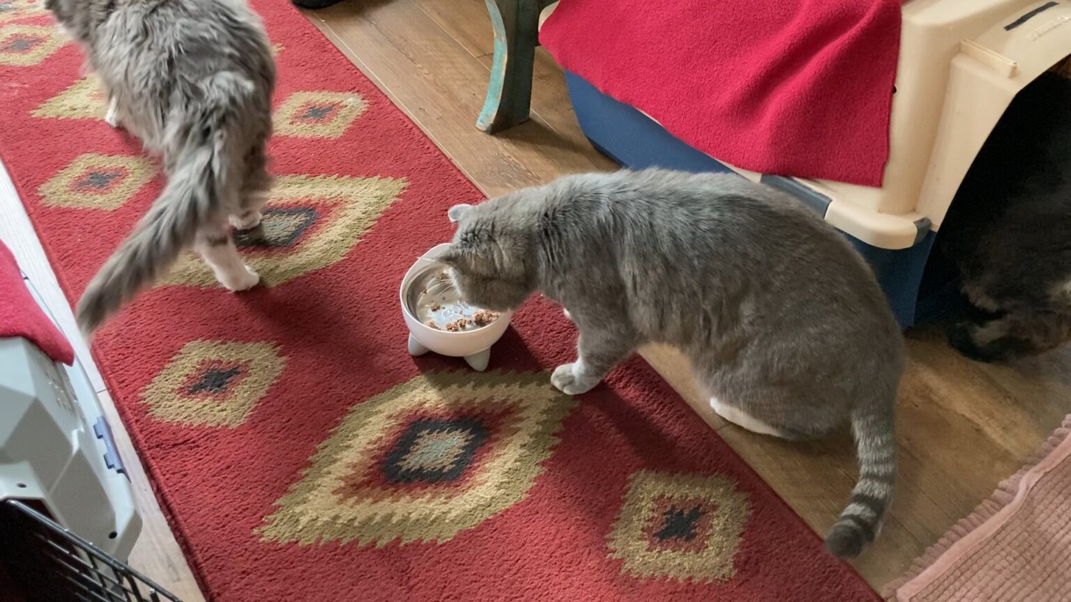 The Behavior of Feeding Why Separate Cats When Feeding
